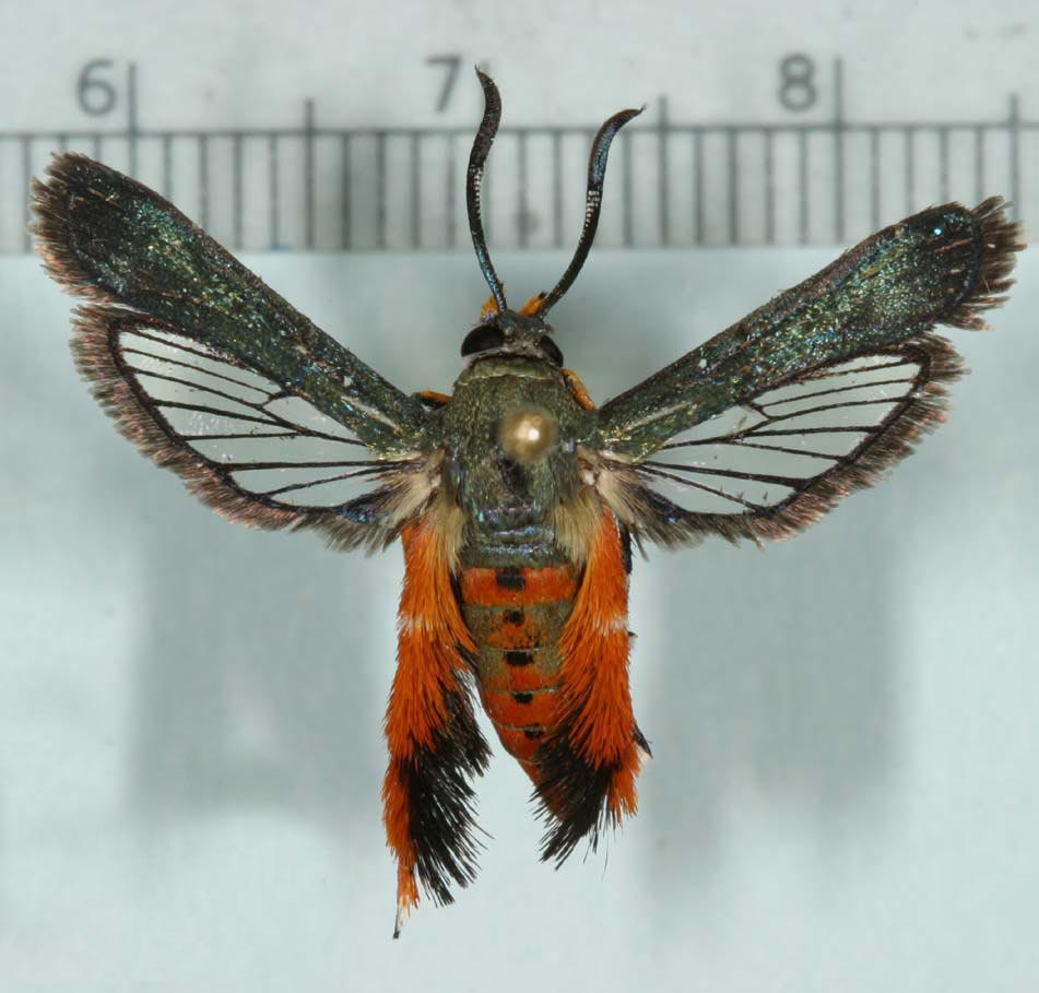 class="ref" data-ctrid="tia6cchfs2nr">透翅蛾又名苹果小翅蛾, 