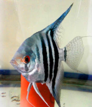 德系蓝魔鬼神仙鱼