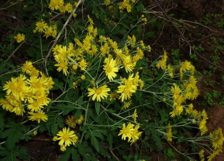  p> b>雪白委陵菜 /b>(学名: i>potentilla nivea /i>)是蔷薇科 a