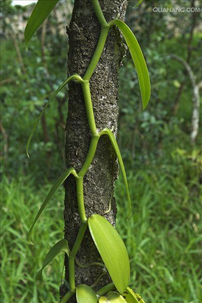  p>香荚兰(学名: i>vanilla fragrans /i>  (salisb.