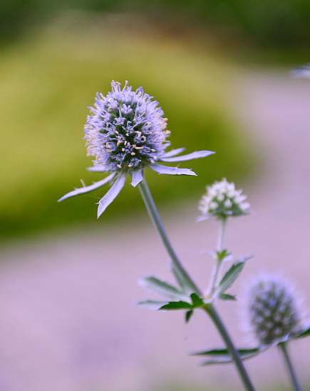  p>扁叶刺芹是 a href="#" data-lemmaid="8249341">伞形科 /a>, a