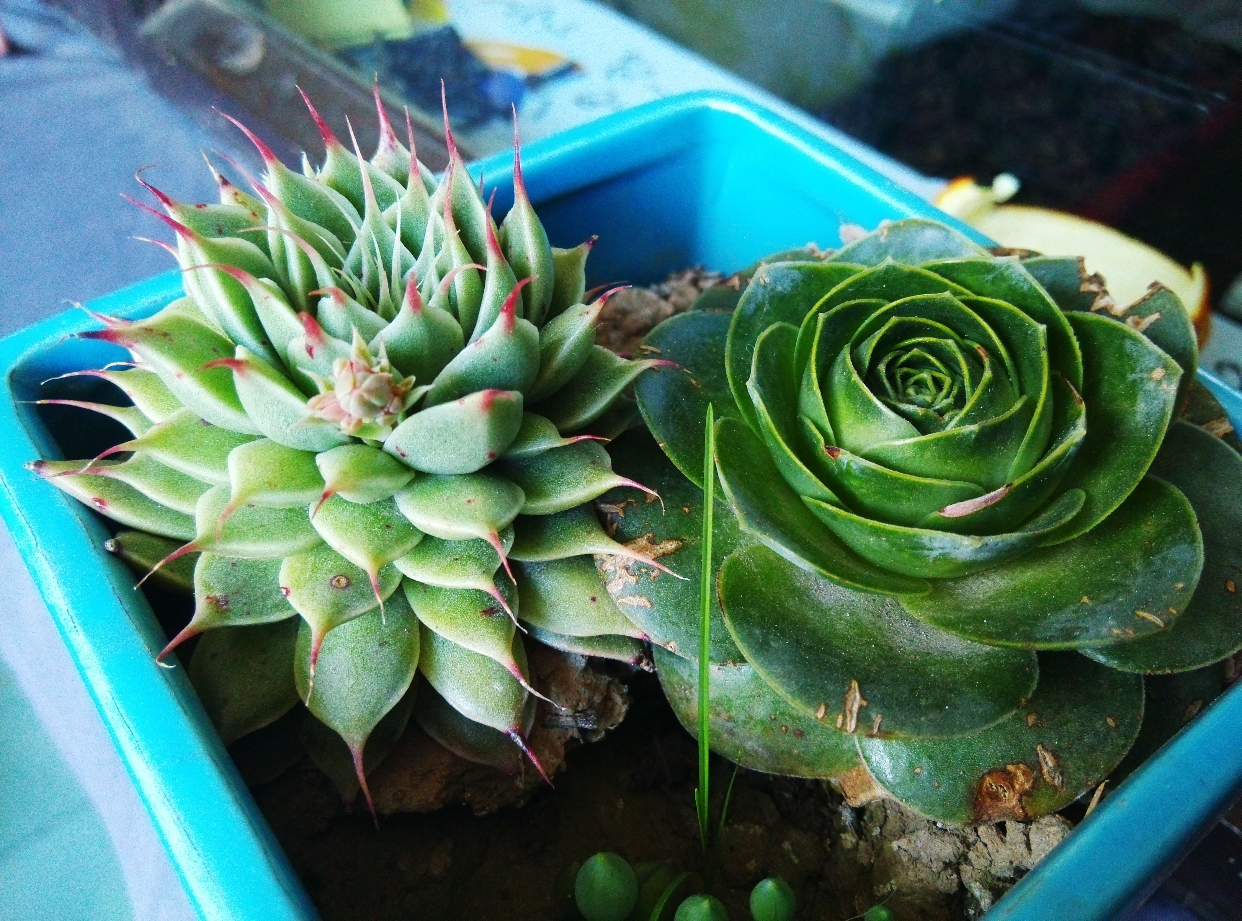  p data-id="tblrt8cheb7v">银星是景天科风车草属植物.