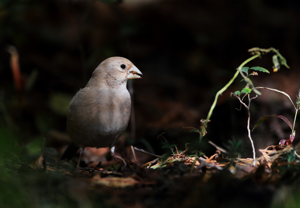  p>沙雀,两翼粉红,嘴亮黑,具厚大的黄嘴,两翼及眼周绯红的一种雀类.