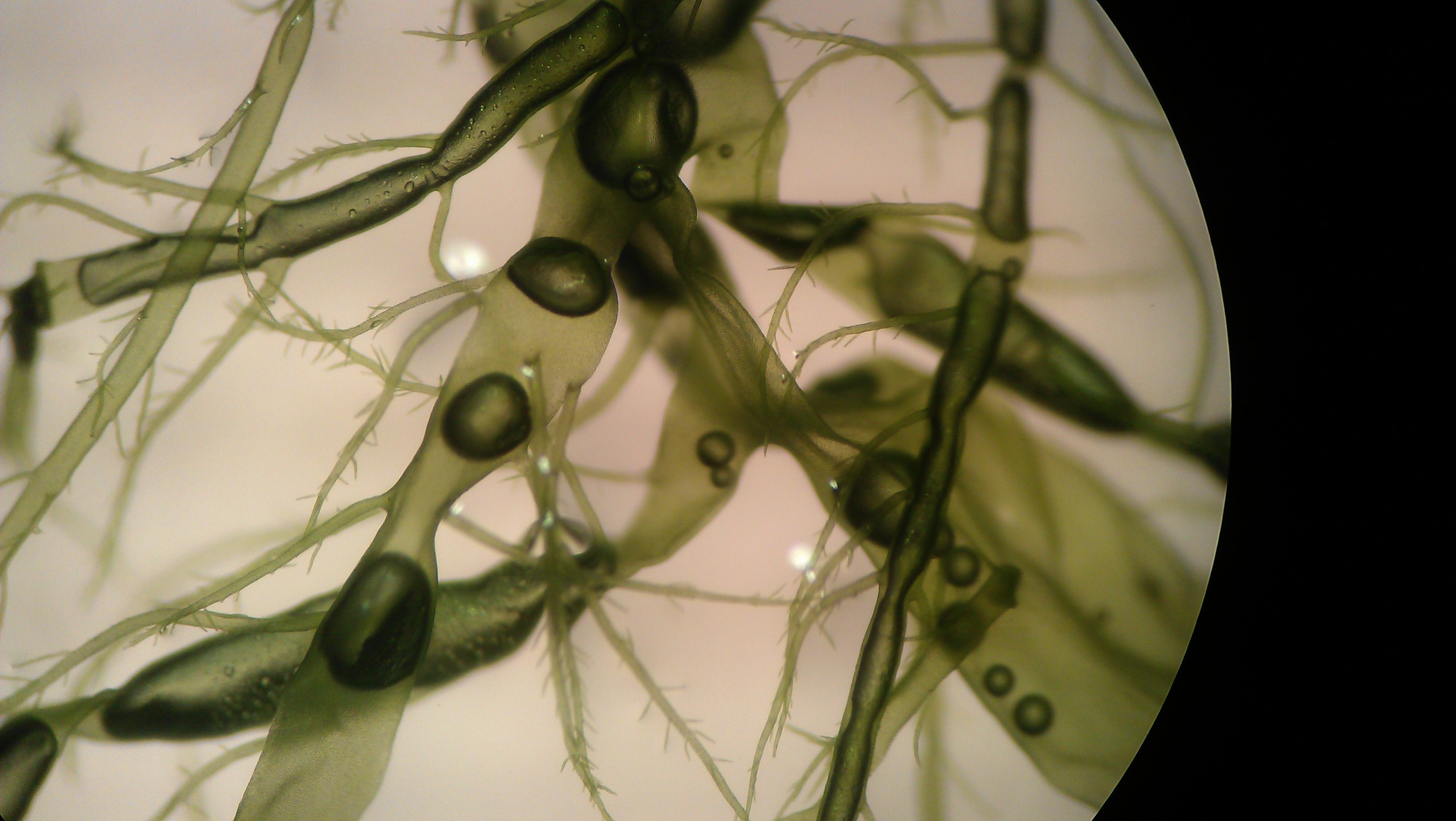 agardh,1883))是石莼科,浒苔属 a target="_blank" href="/item/藻类