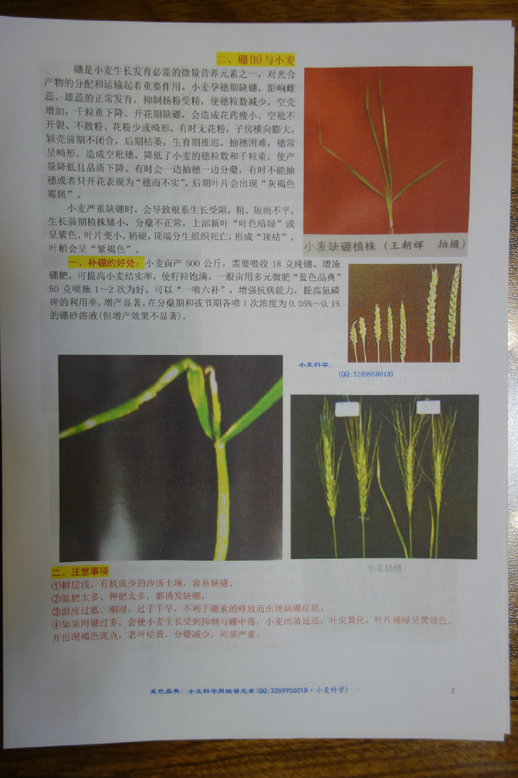 小麦缺素症