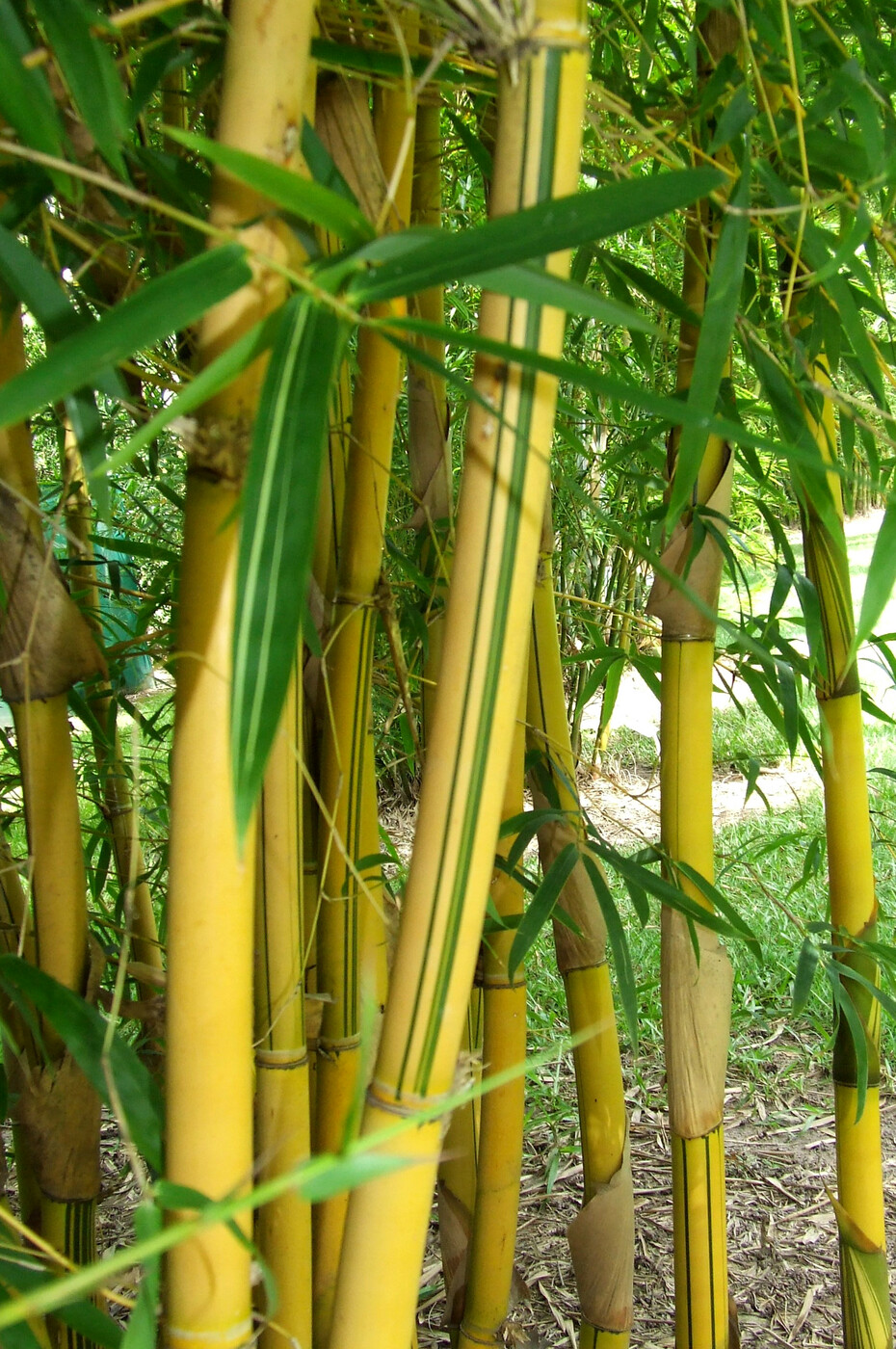 bambusa var.viridi—vittata