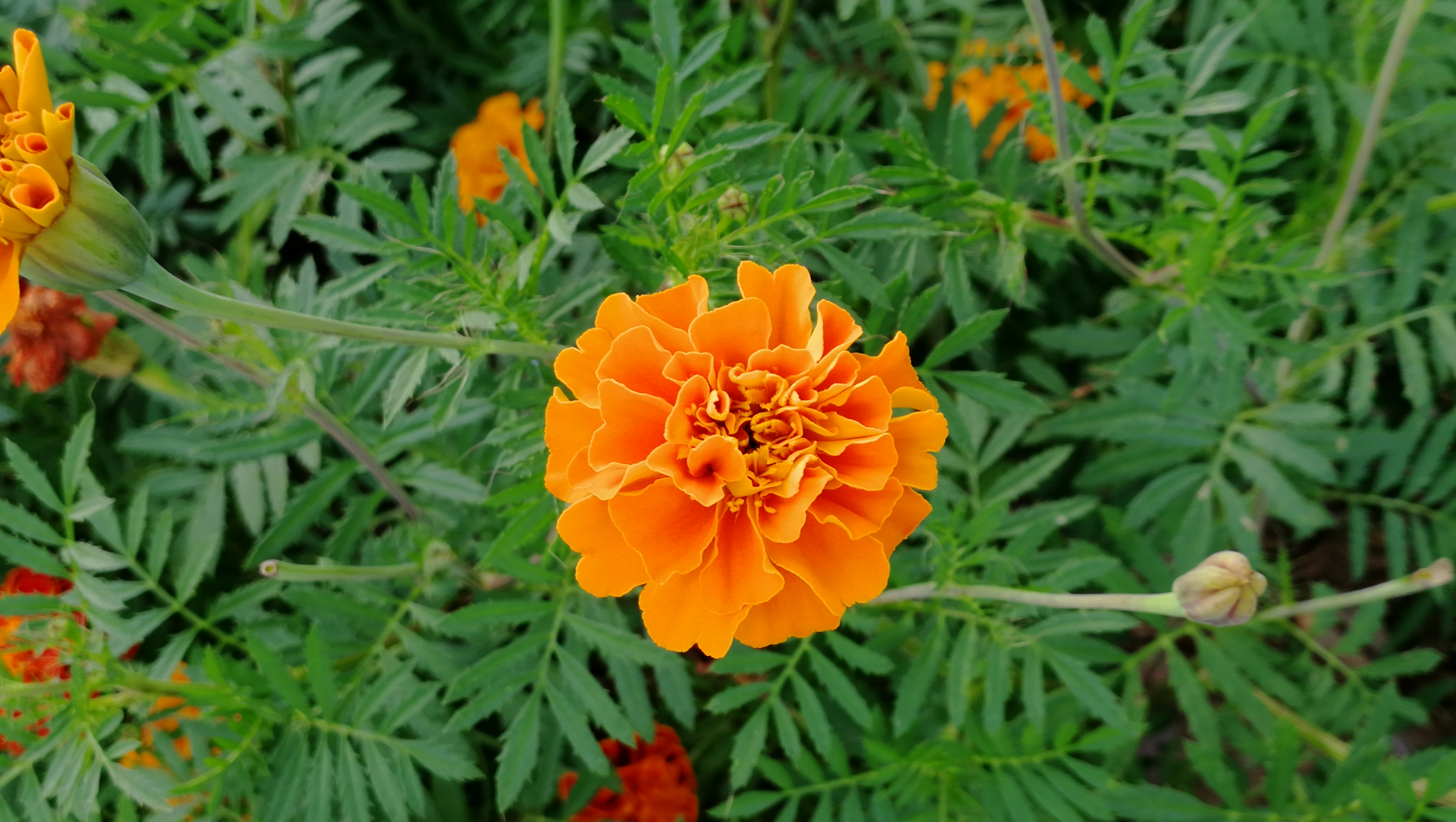  p>花卉,是具有观赏价值的草本植物,是用来描绘欣赏的植物的统称,喜阳