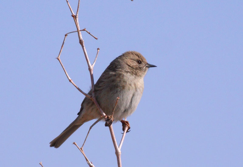 p>贺兰山岩鹨(学名: i>prunella koslowi /i>)是岩鹨科,岩鹨属小型