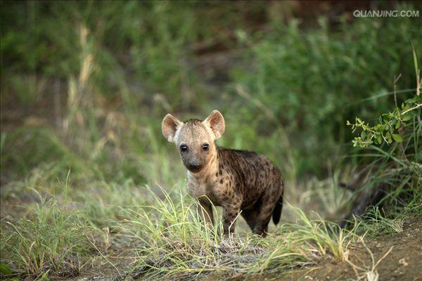  p>斑鬣狗(学名: i>crocuta crocuta /i>):又名斑点鬣狗,体长约95-160