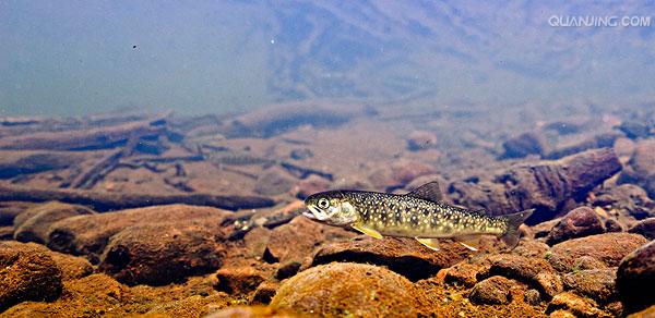  p>花羔红点鲑(学名:salvelinus malma)为鲑科红点鲑属的鱼类,体色由