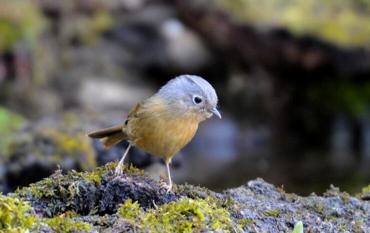  p>灰连雀(学名:hypocolius ampelinus)是鸟纲雀形目灰连雀科的仅有 a