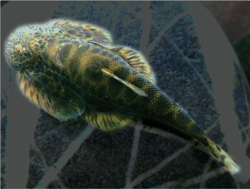  p>四川华吸鳅(学名:sinogastromyzon szechuanensis)为平鳍鳅科华