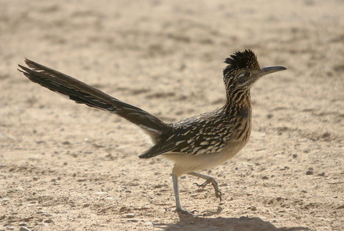  p>走鹃(学名:geococcyx)是 a target="_blank" href="/item/鹃形目">