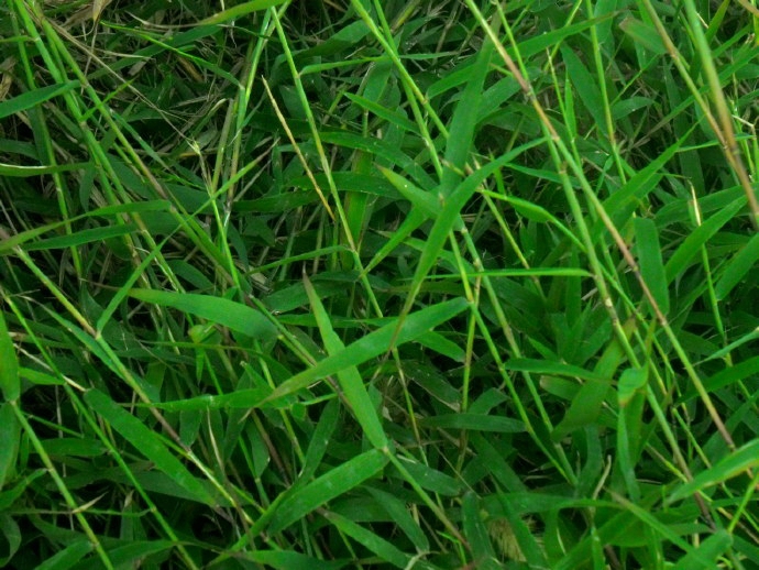  p>止血马唐(学名: i>digitaria ischaemum /i> (schreb.) schreb.