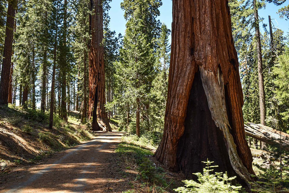 p>马里波萨谷巨杉林(mariposa grove),位于美国加州约塞米蒂国家公园