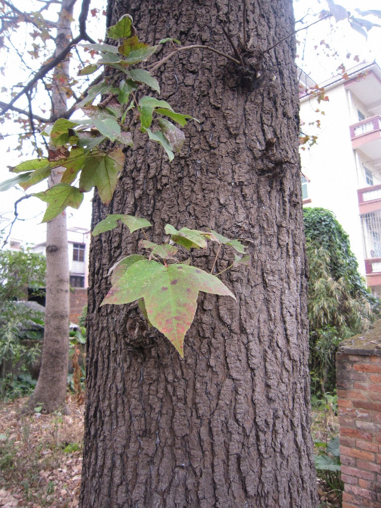  p>三角槭,别名: a target="_blank" href="/item/三角枫/3060892"