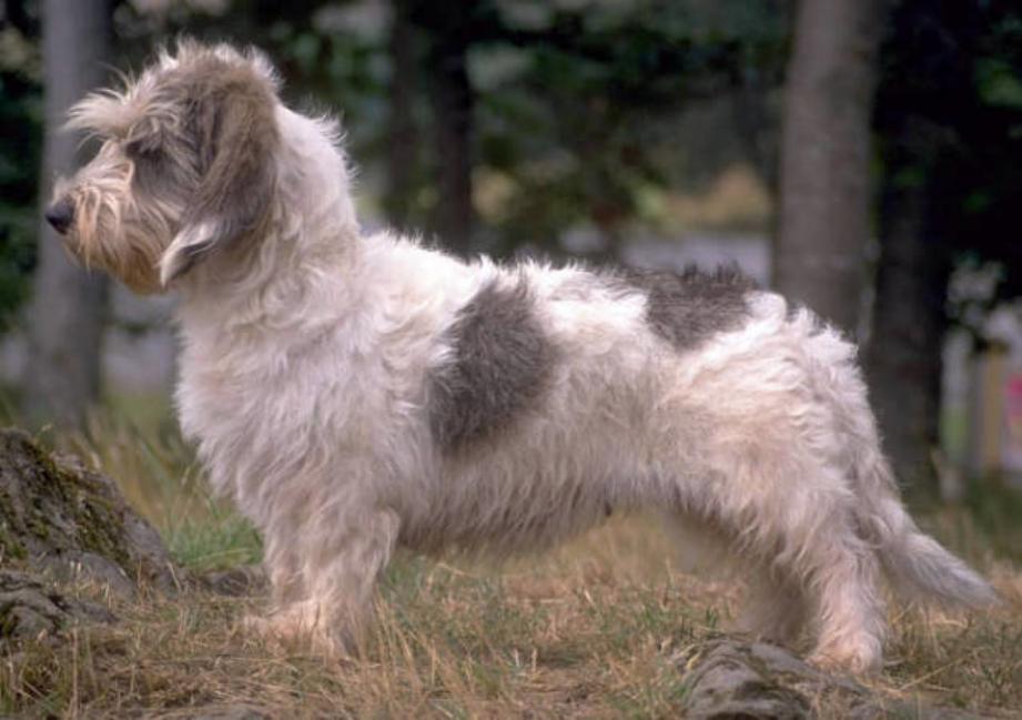 petit basset griffon vendeen