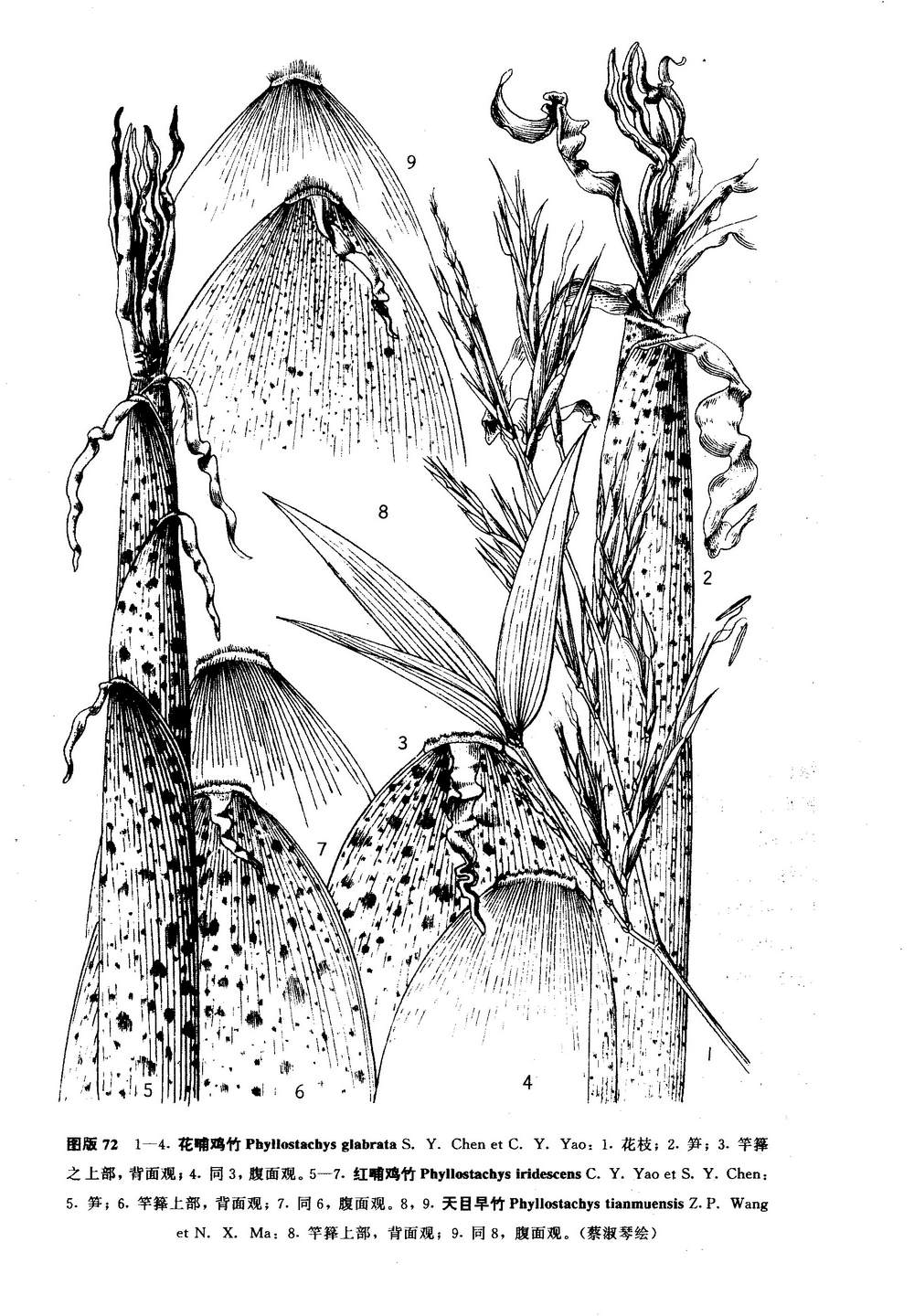  p>红哺鸡竹(学名: i>phyllostachys iridescens  /i>c. y.