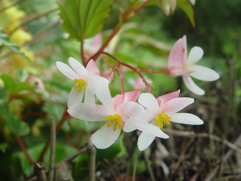  p> b>云南野海棠 /b>(学名: b> i>bredia yunnanensis /i> /b>),为 a