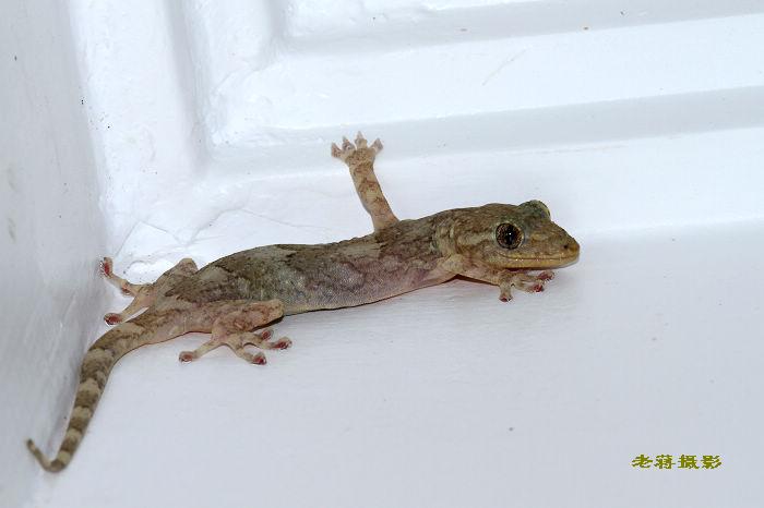  p>铅山壁虎为爬行动物.