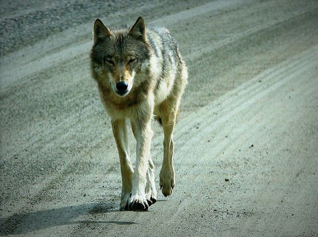 狼亚种,从鼻尖到 a href="#" data-lemmaid="2622">尾巴 /a>末端的体