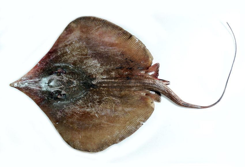 以底栖甲壳类为主要食物.属于卵胎生鱼类,一次可以产下好几尾小土魟.