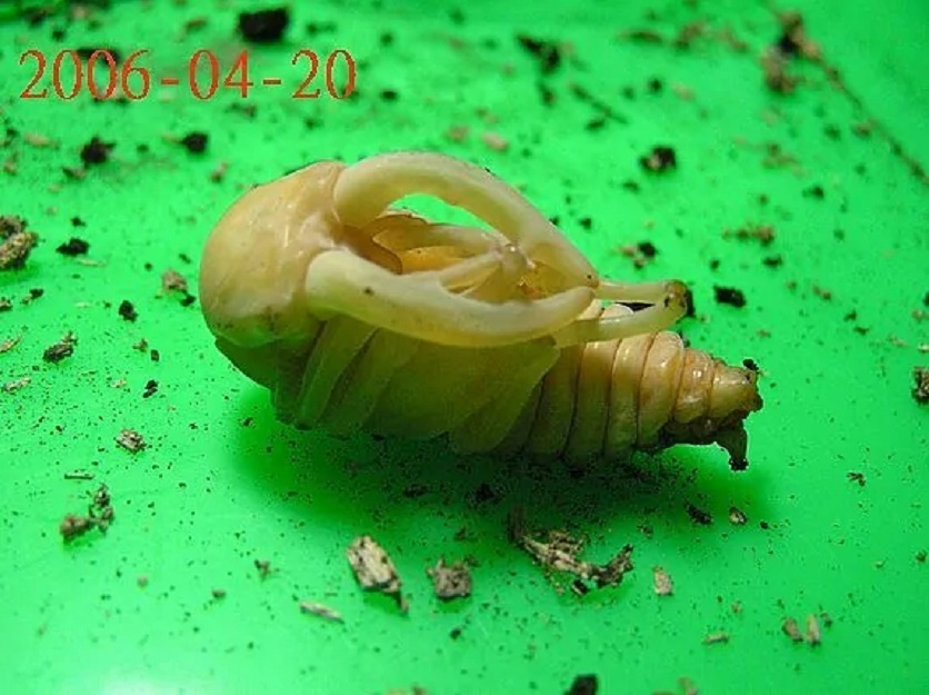 黄斑天牛