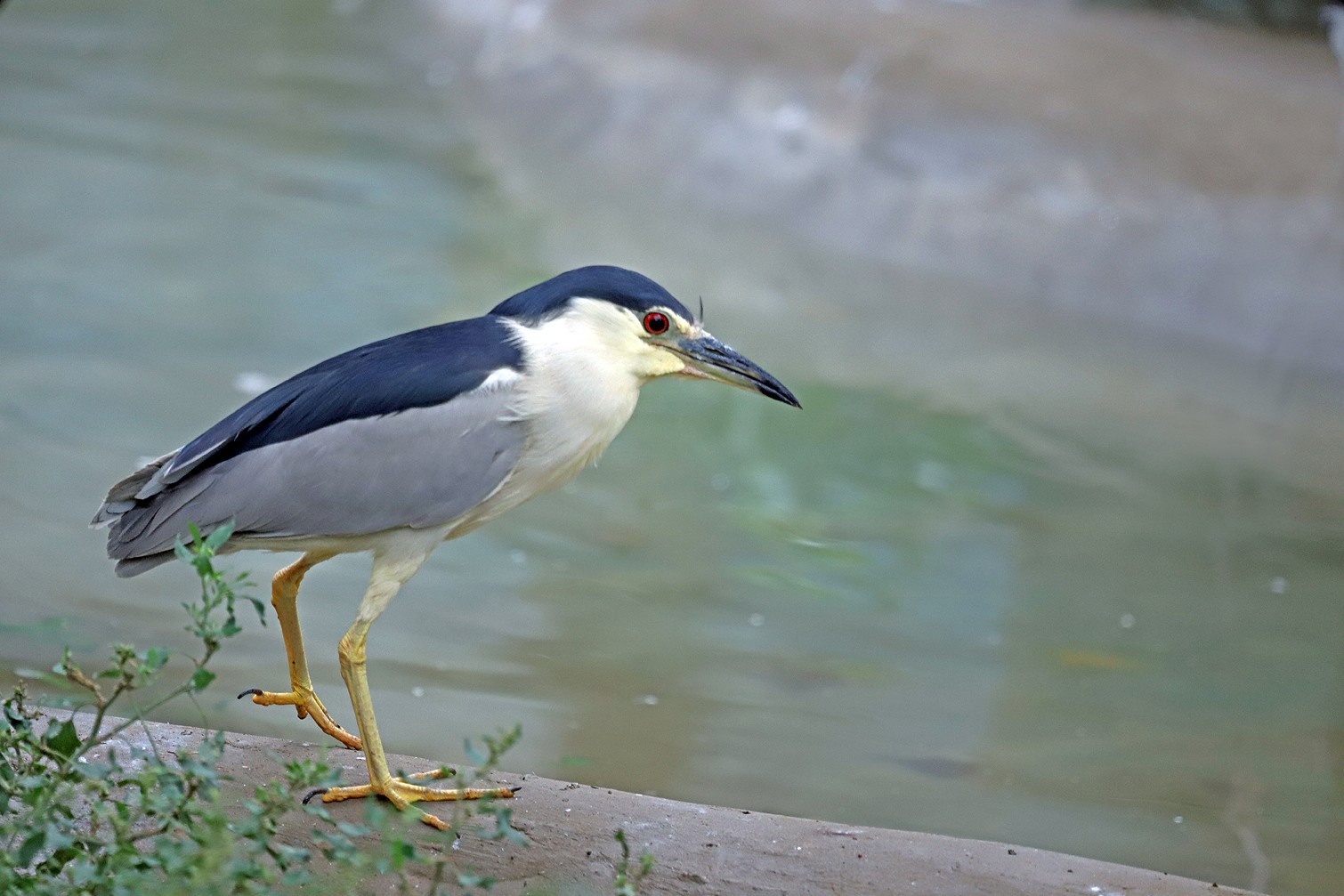  p>夜鹭属(学名: i>nycticorax /i>)是鹭科下的一种属.