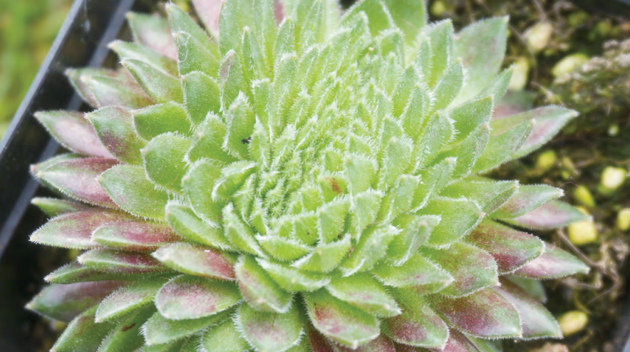  p data-id="tbsf6flo77tl">紫牡丹是景天科长生草属草本植物.