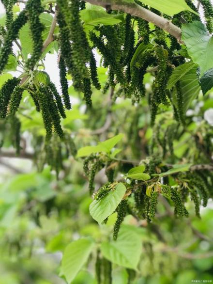 构（桑科构属植物）_百度百科