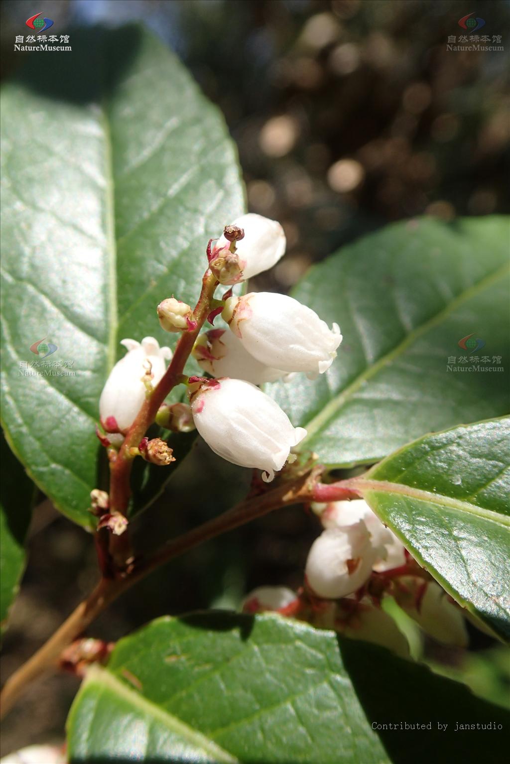 lév.) hand.-mazz.)是杜鹃花科,越橘属常绿灌木或小乔木.