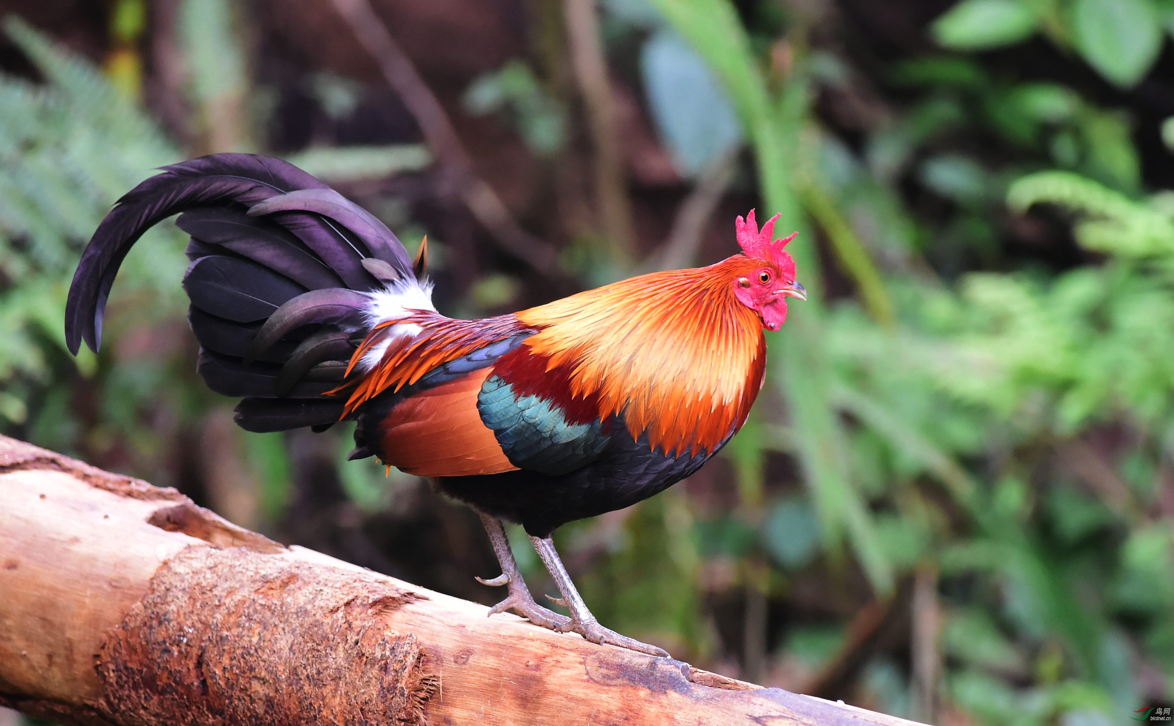  p data-id="tii60rhkfzdd">红原鸡是鸡形目雉科原鸡属鸟类,又称角鸡