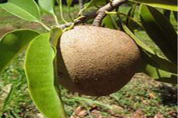  p>manilkara zapota是山榄科植物. /p>