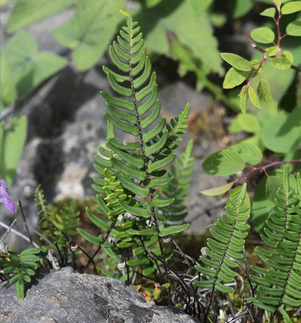  p>滇西金毛裸蕨(学名: i>paragymnopteris delavayi /i> (baker) k.