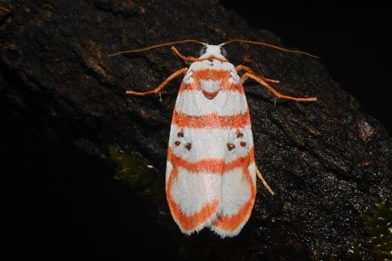  p>姬黄雪苔蛾(cyana harterti elwes,1890)是灯蛾科雪苔蛾属的一种 a