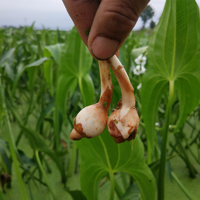  p data-id="gnvjexqz8v">山茨菇是天南星科刺芋属多年生有刺常绿草本