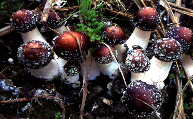  p>皱环球盖菇(学名: i>stropharia rugosoannulata  /i>farl.