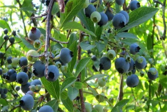  p data-id="go088hsnqz">蓝浆果( i>vaccinium