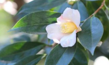 日语里的“椿花”原来就是中国的山茶花_百科TA说