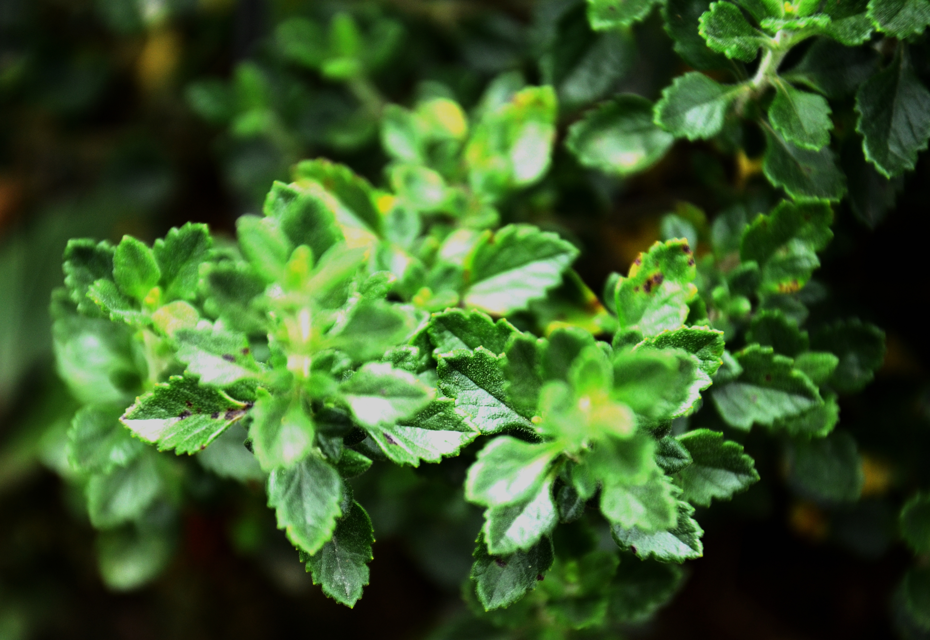  p data-id="tkiz4fmnacjk">欧香科科是唇形科香科科属植物. /p>