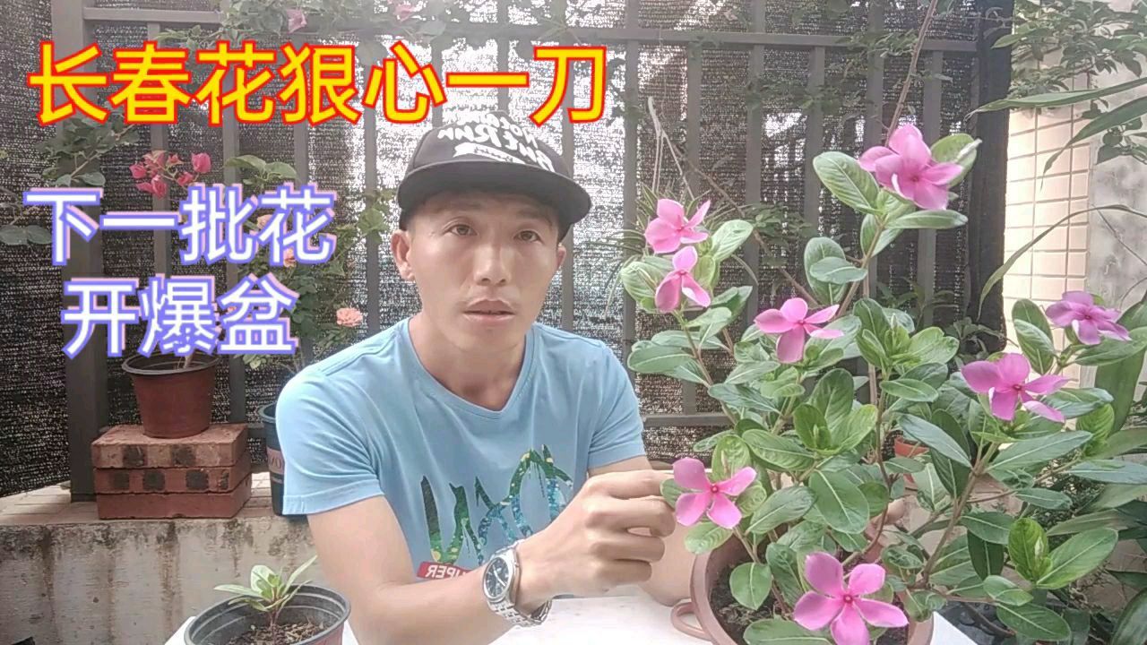 长春花属 百度百科