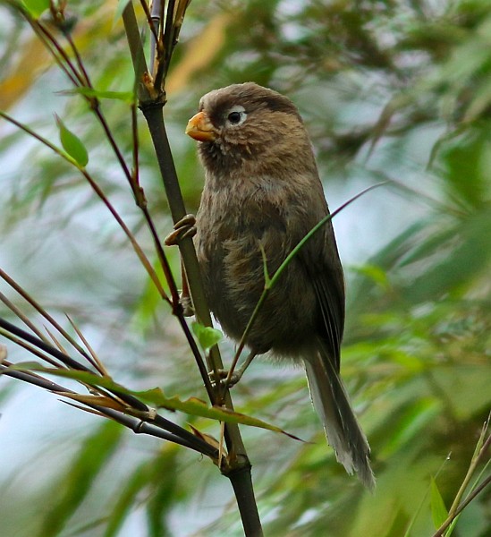  p>三趾鸦雀(学名: i>cholornis paradoxus /i>)是莺科,鸦雀属小型