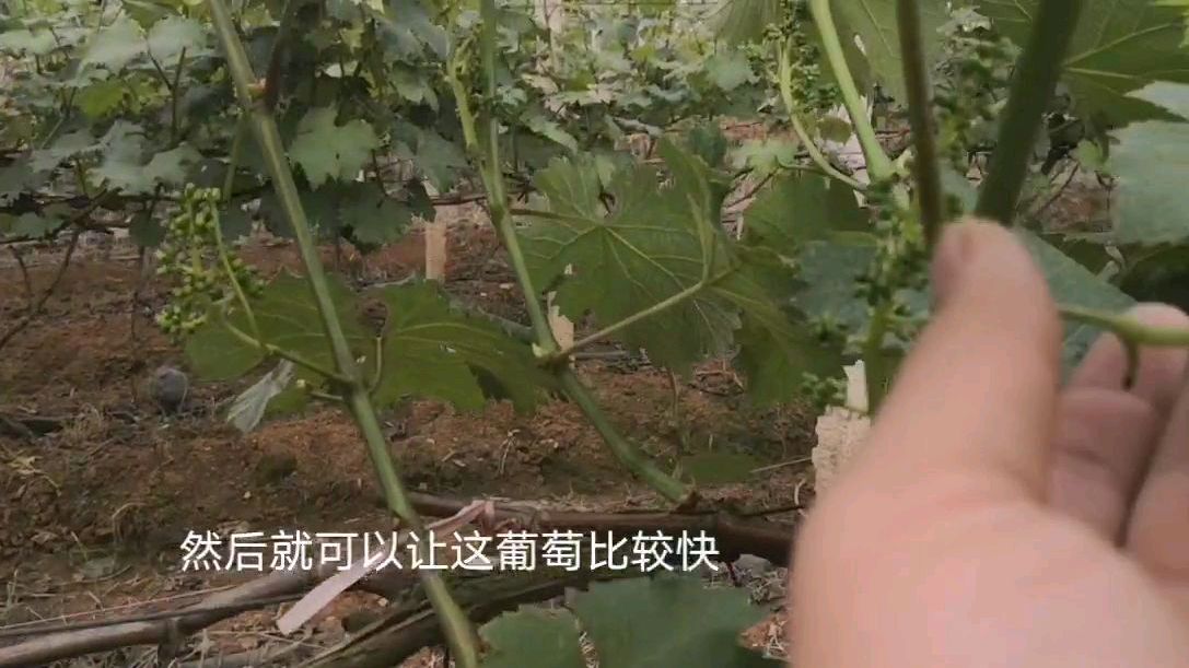 葡萄花 百度百科