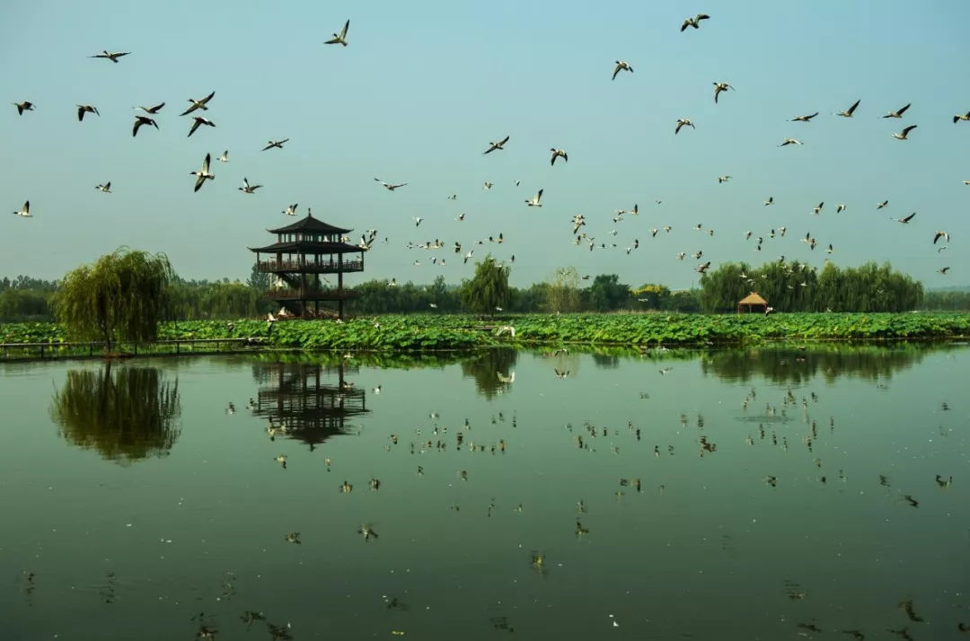 双龙湖观鸟园