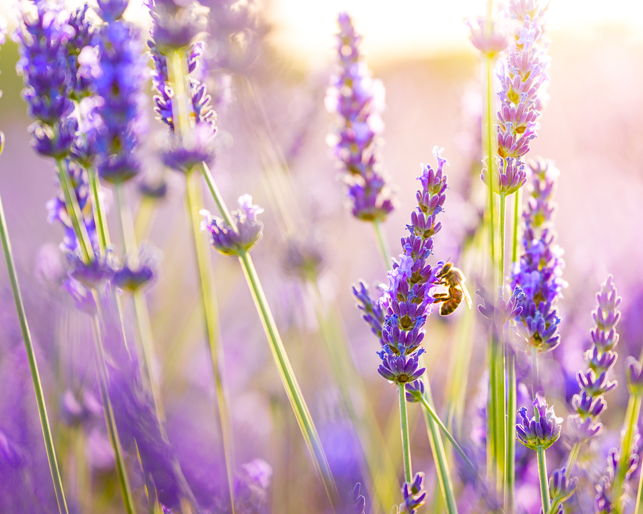  p>薰衣草(拉丁学名:lavandula angustifolia mill.