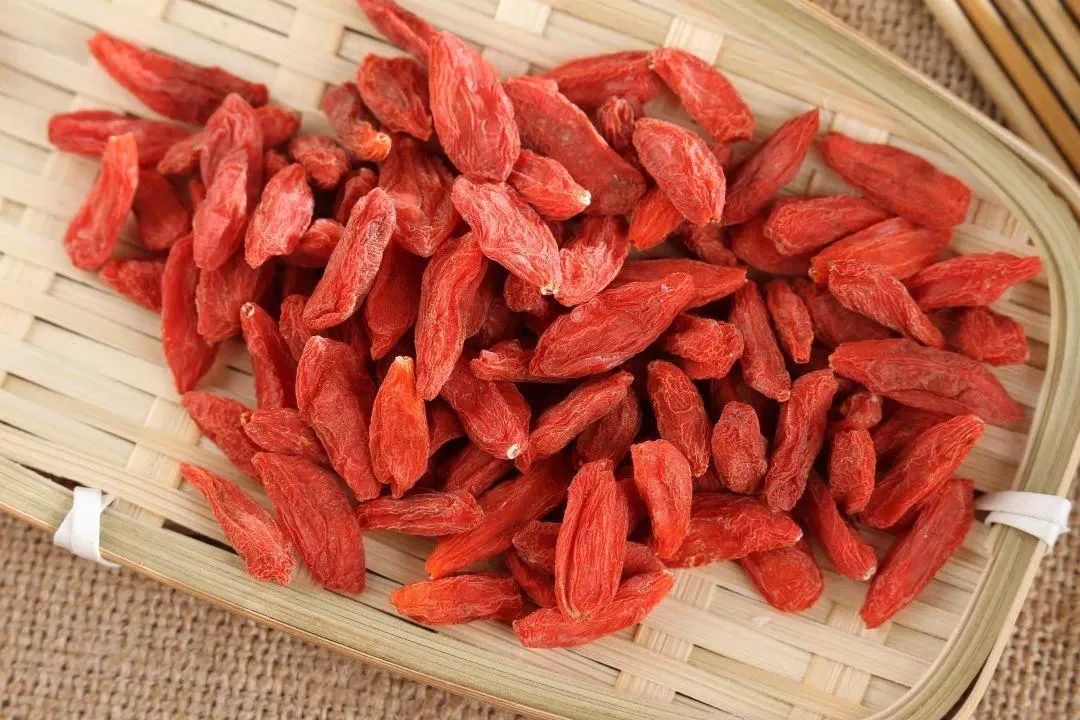 枸杞海南个体001