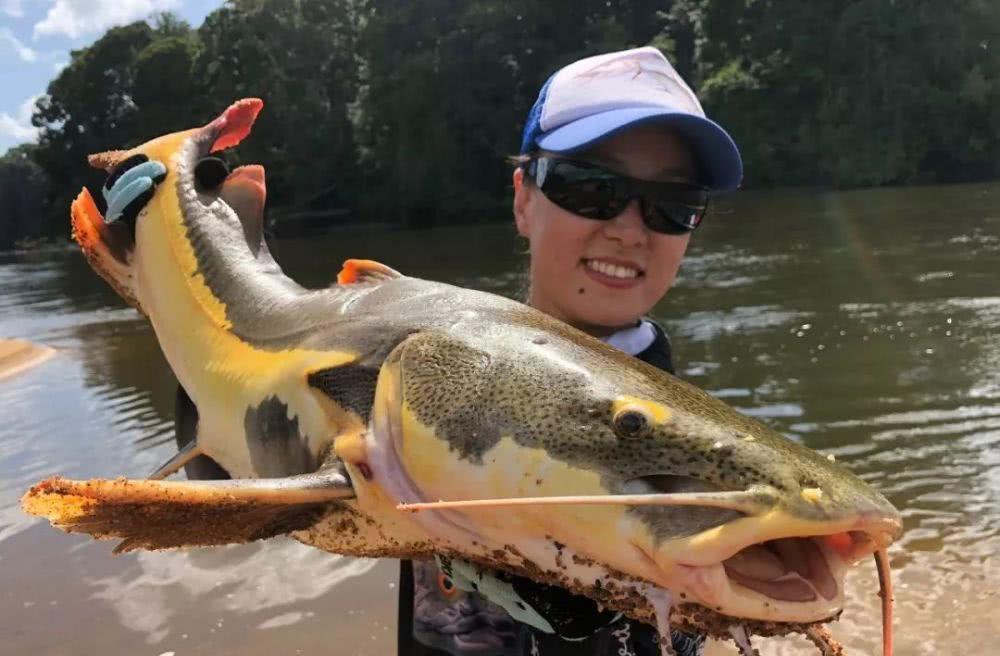 亚马逊河贼胎鳉