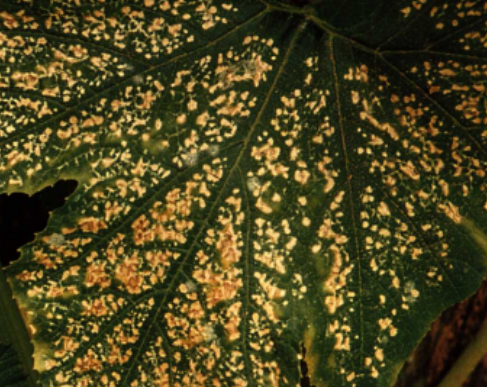 data-id="gnb0rzr4wn">西葫芦细菌性叶枯病是由油菜黄单胞菌黄瓜叶斑