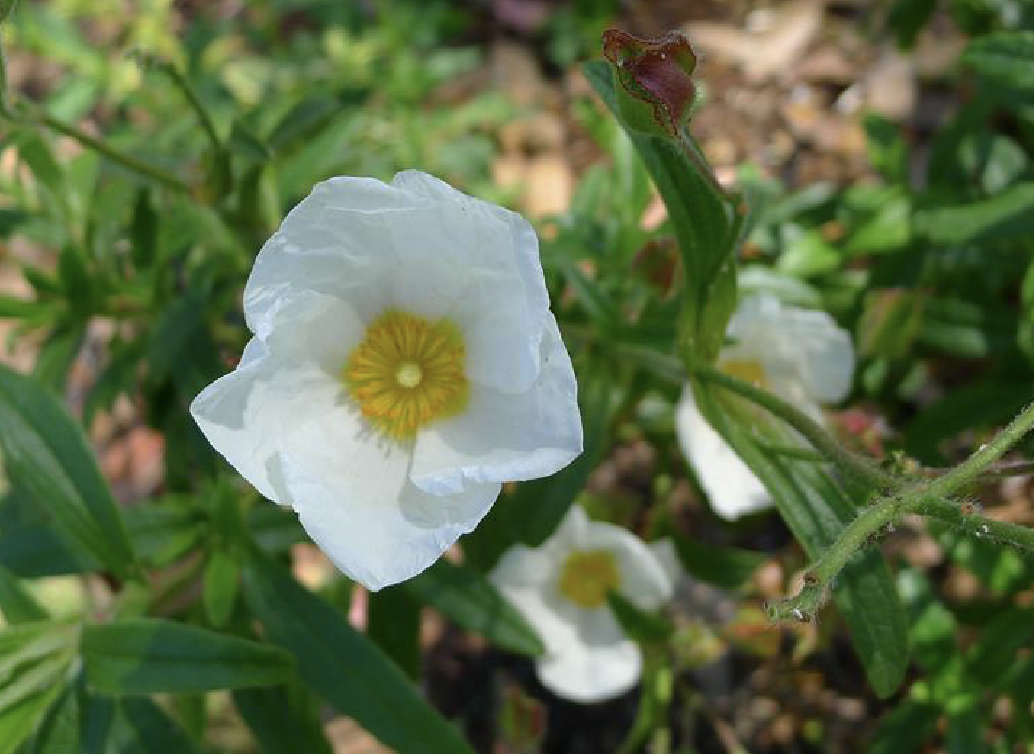 是半日花科岩蔷薇属多年生亚灌木.