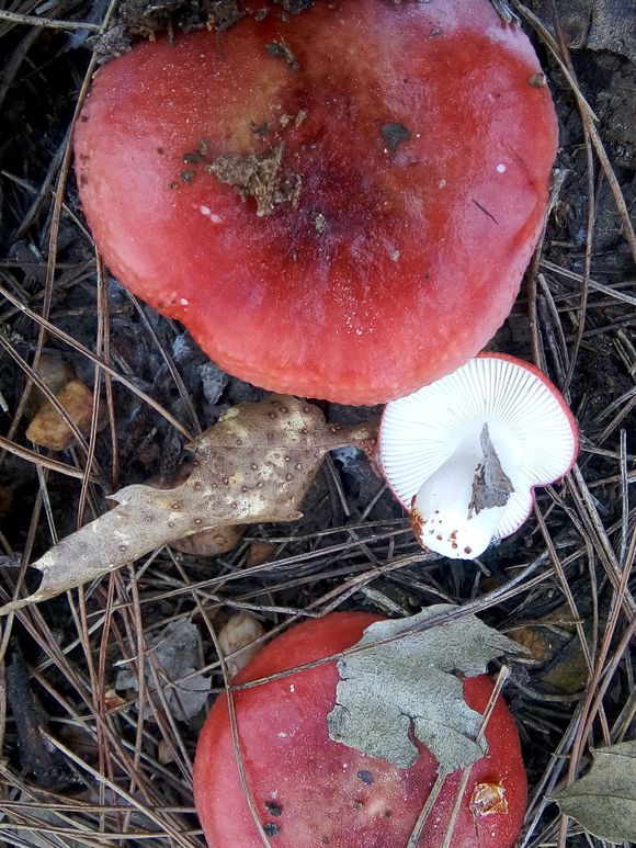  p>玫瑰红菇子实体小或中等.